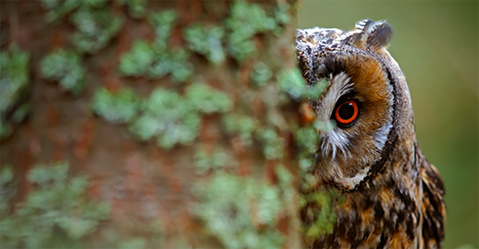 Hunting for Large Dividend Increases